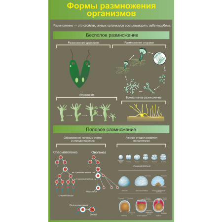 Формы размножения организмов