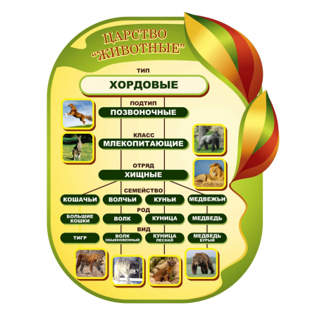 Стенд в кабинет биологии Царство Животные